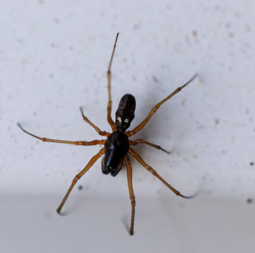 Réf. 340 320 : Linyphiinae inconnu